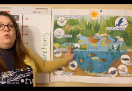 3rd-5th Science – Plants and animals adaptations
