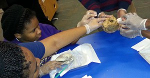 Members of the Booker T. Washington High School health club examine a sheep’s heart during a field trip to the Houston Health Museum.