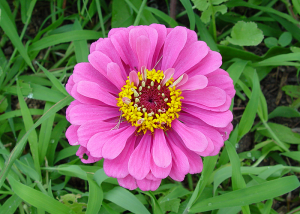 SpringBreak800Zinnia